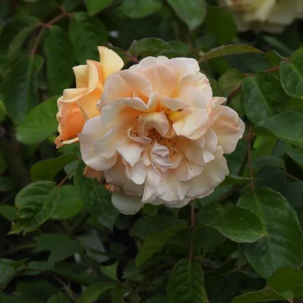 Buff Beauty Shrub Rose (Rosa Buff Beauty) 1